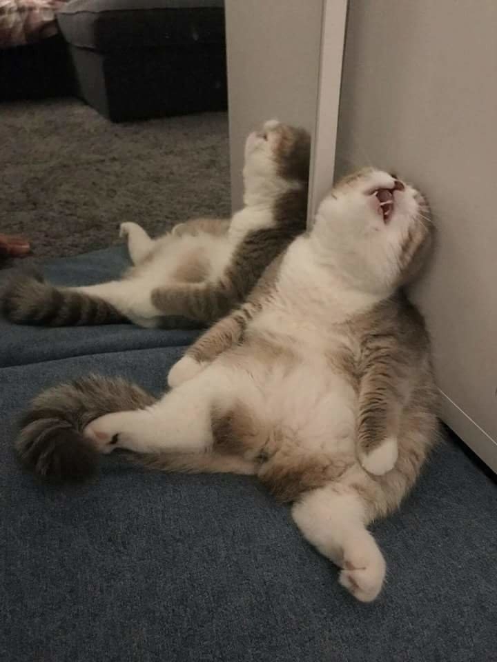 lazy cat