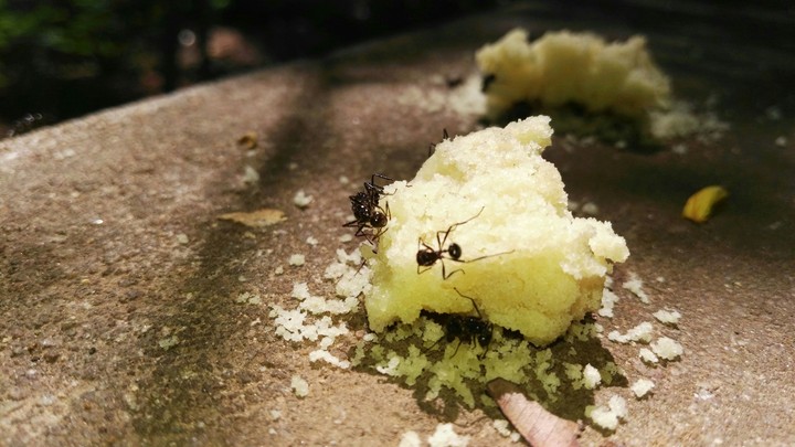 ant