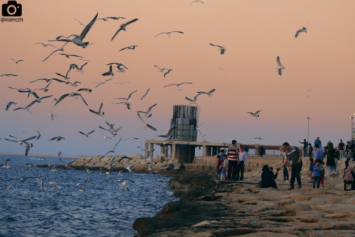 iran,bushehr