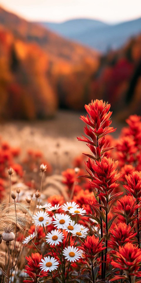 red, pink wallpapers