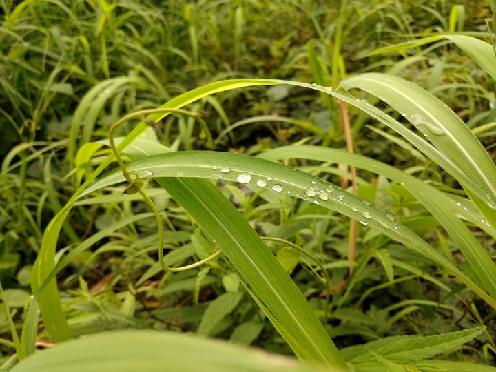 Water droplets