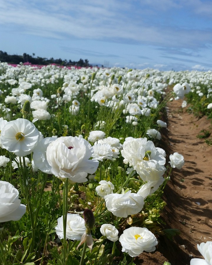 San Deigo Flower Fields