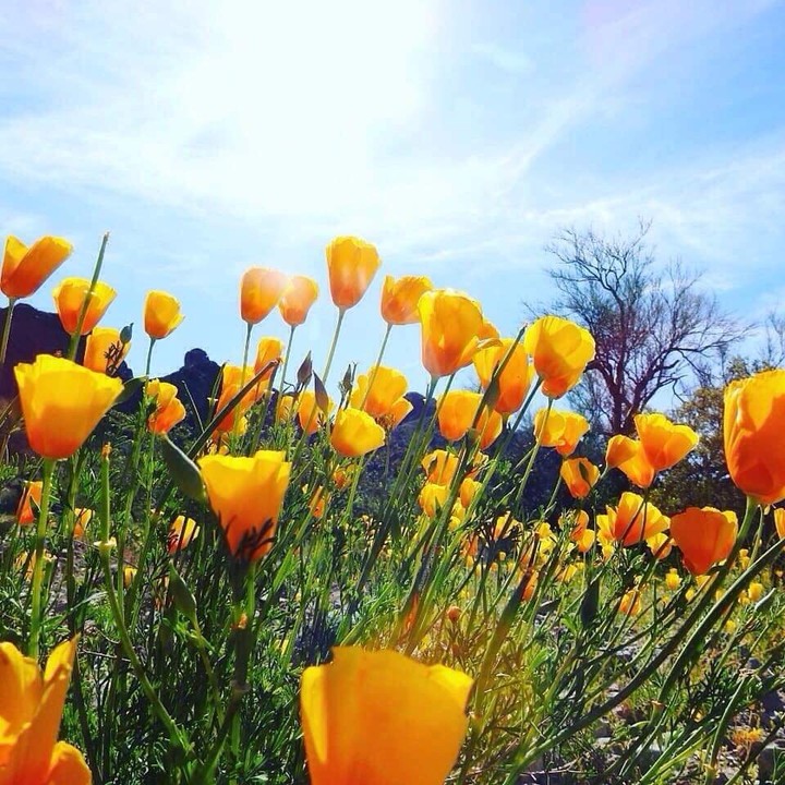 Sunny California Poppies