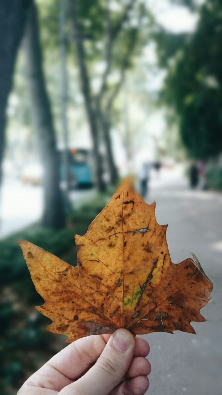 çınar