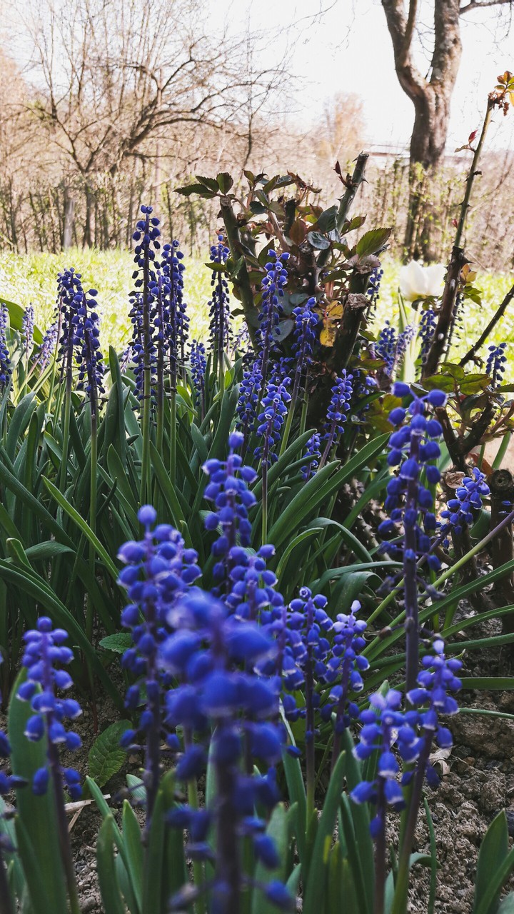 blue beauties