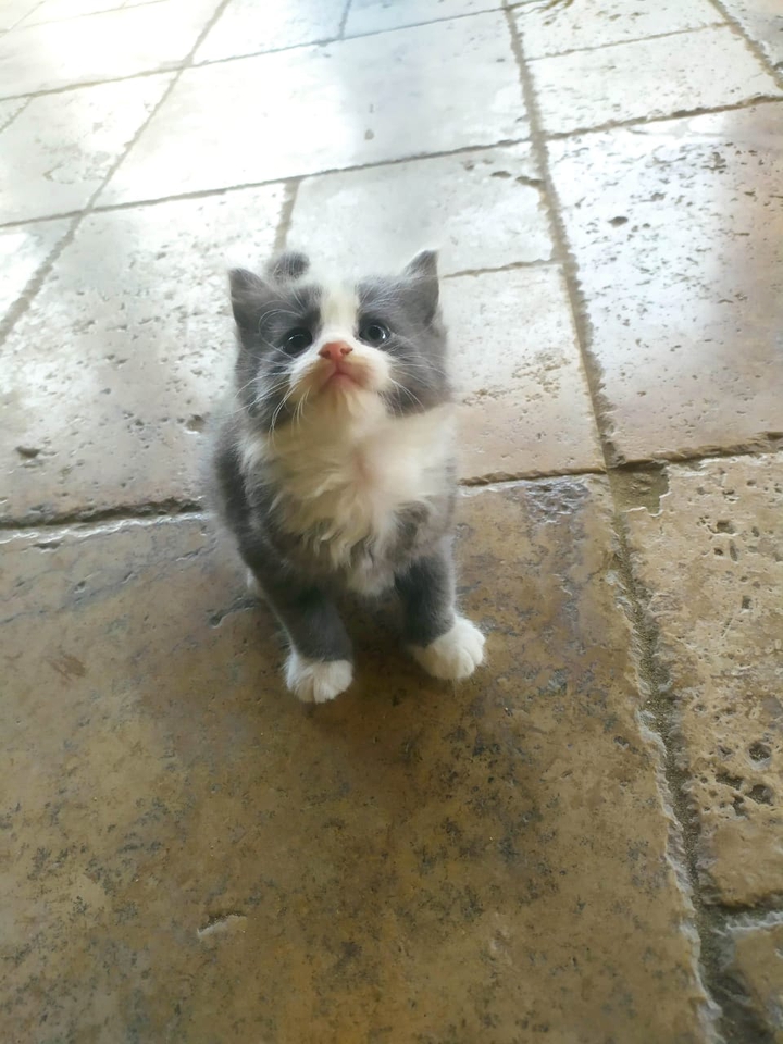 cat