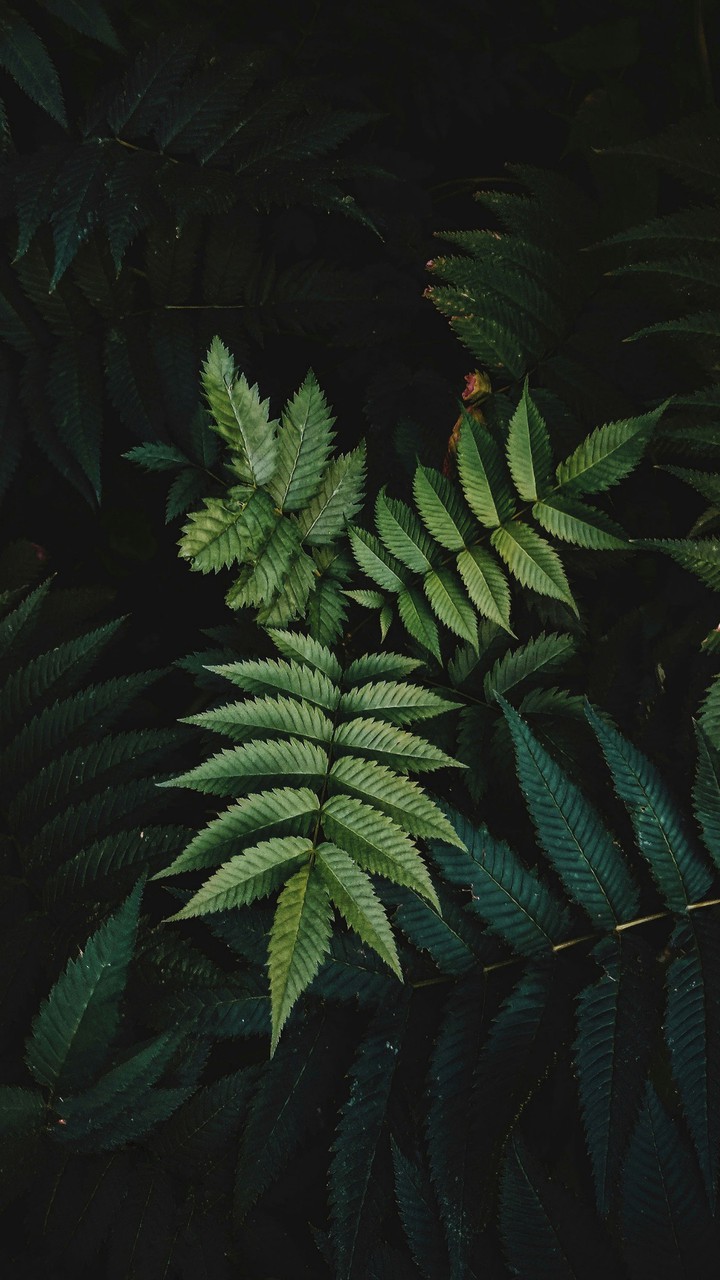 leaves
