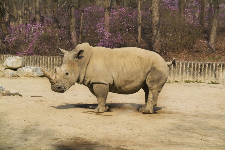 Animal