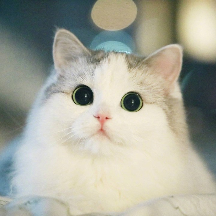 котик