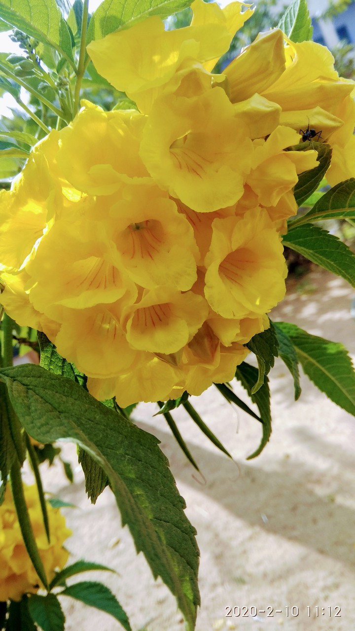 spring season