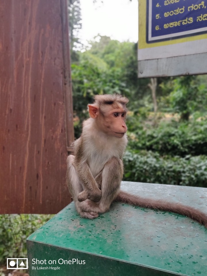 Monkey