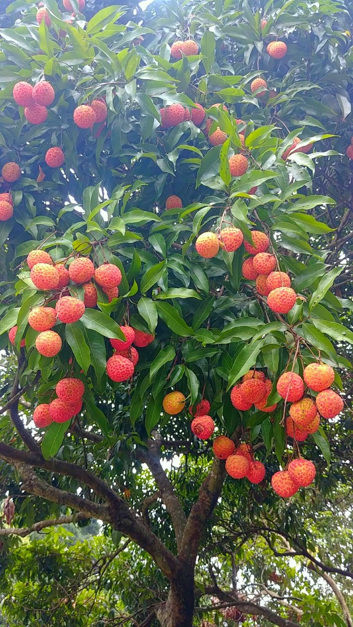 lai chee