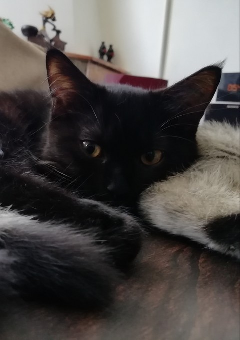 Oh my cute black kitten