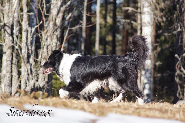 The Border Collie Because There Is No Better Dog