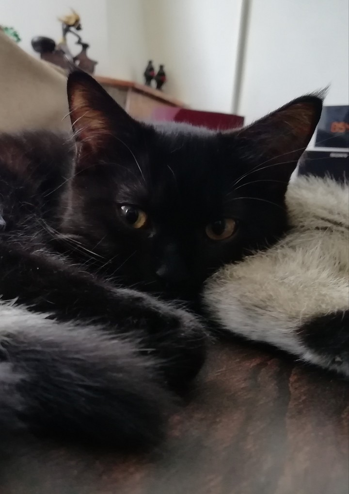 Oh my cute black kitten