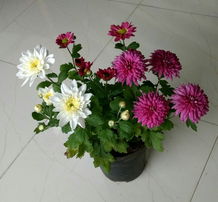 flower