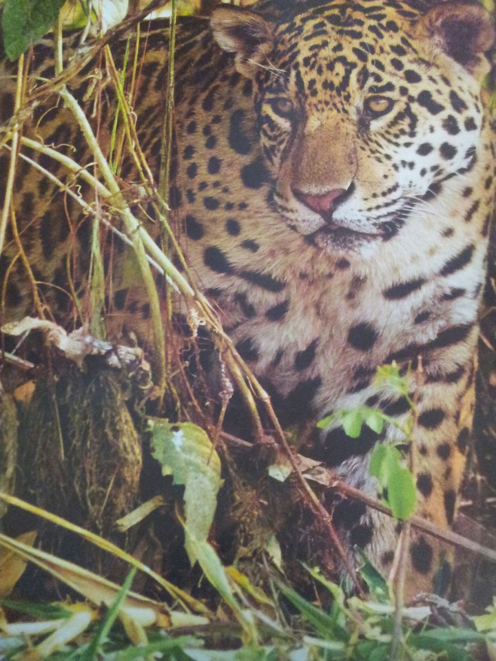 Leopard