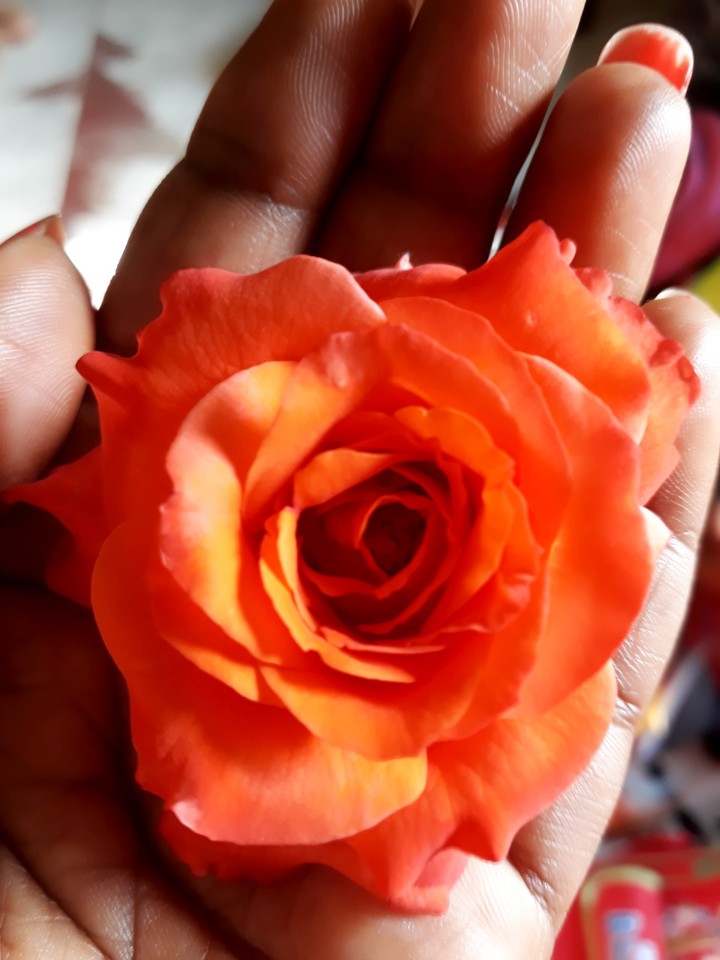 rose