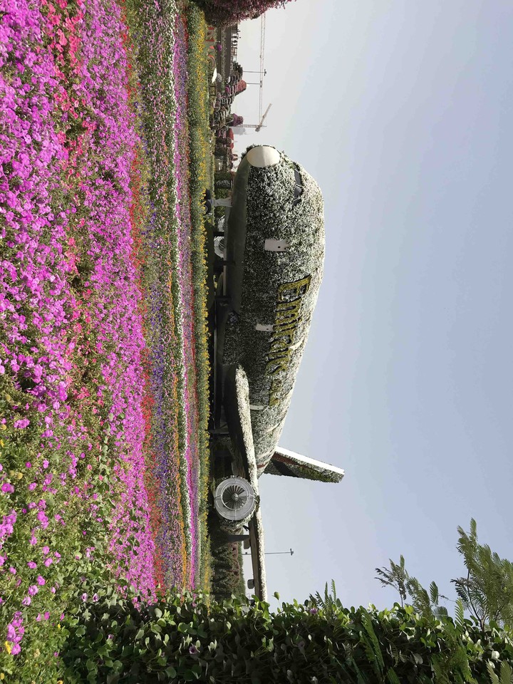 The plane
