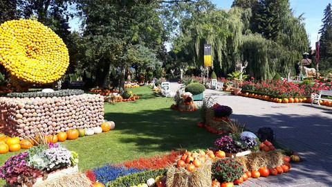 Pumpkin garden
