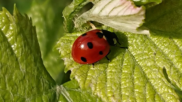 Ladybug