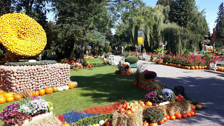 Pumpkin garden