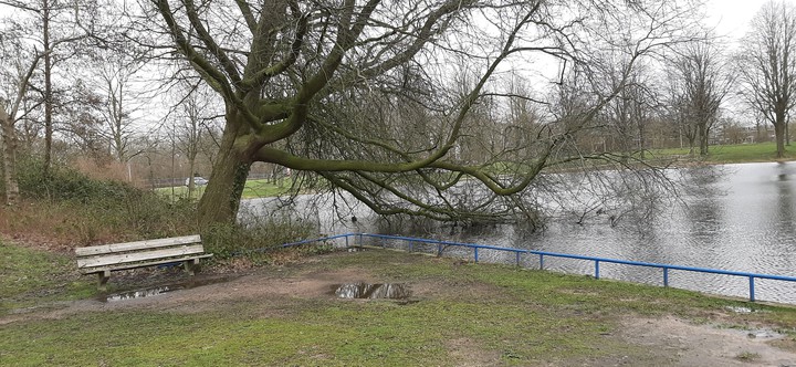 pisa tree and high water