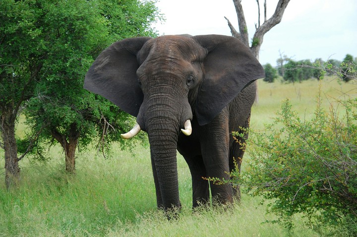 African Elephant