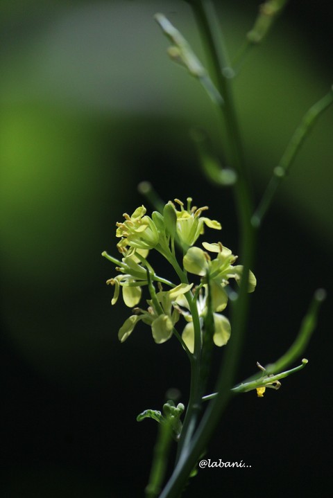 шпалери subshrub, flower