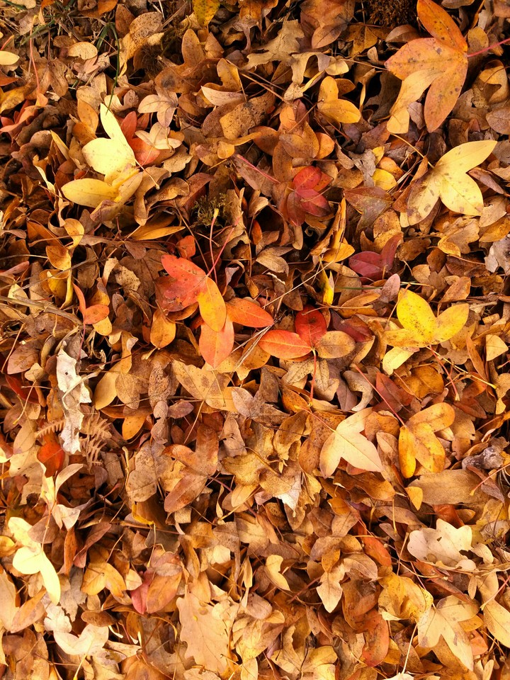 Autumn