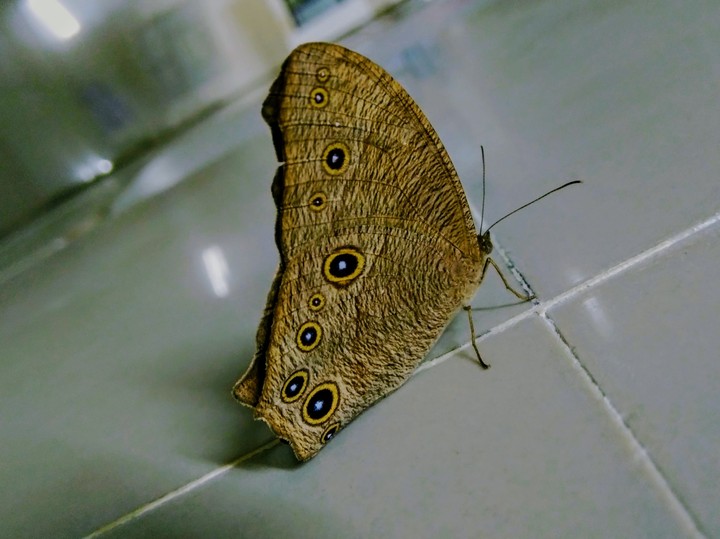 butterfly