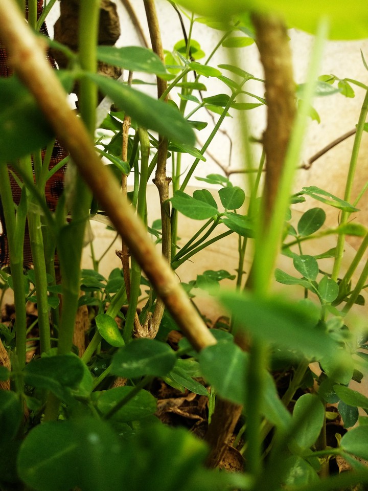 tiny forest