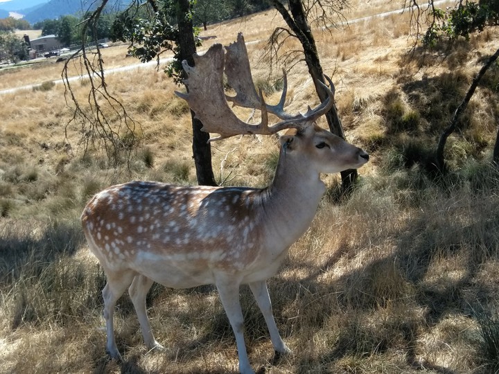 animal
