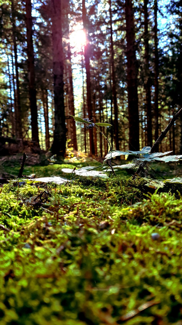 Sun in the woods