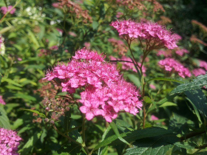 flowers