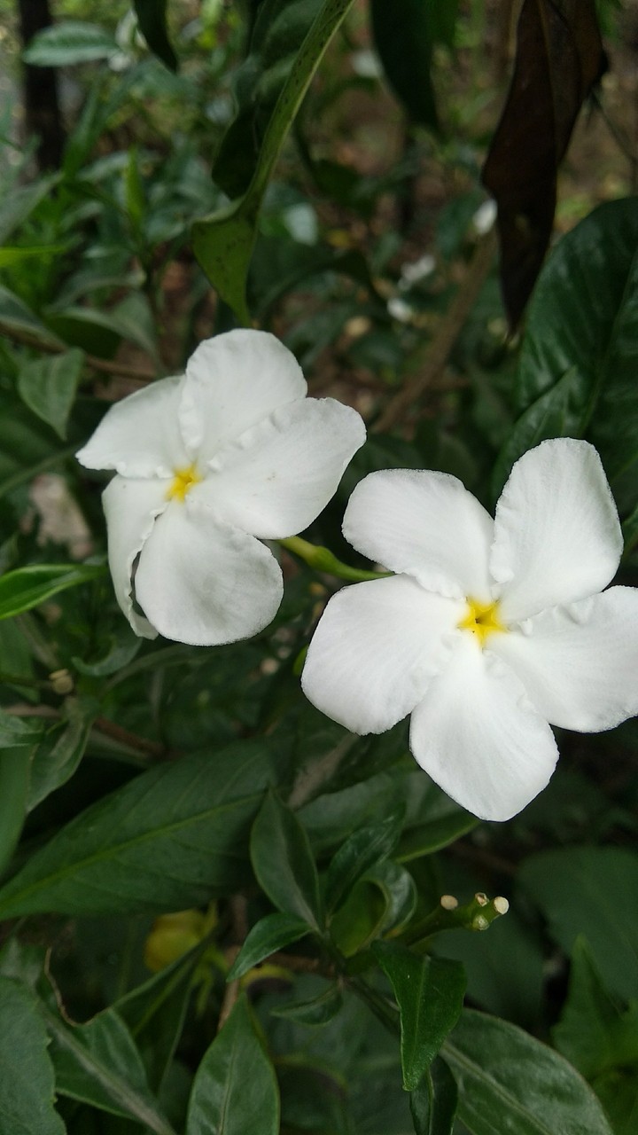 garden flowers