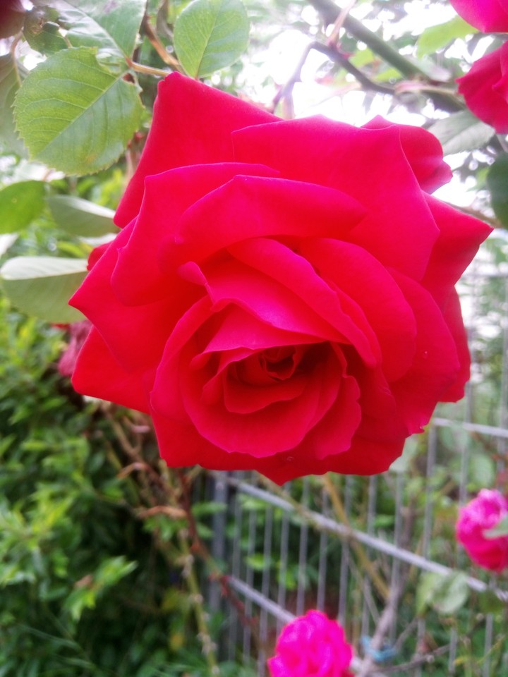 Blumen, Rose