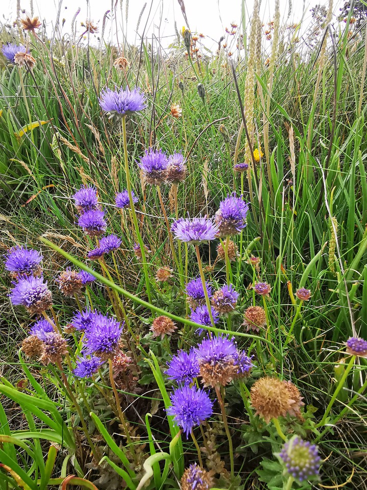 irish wild flower