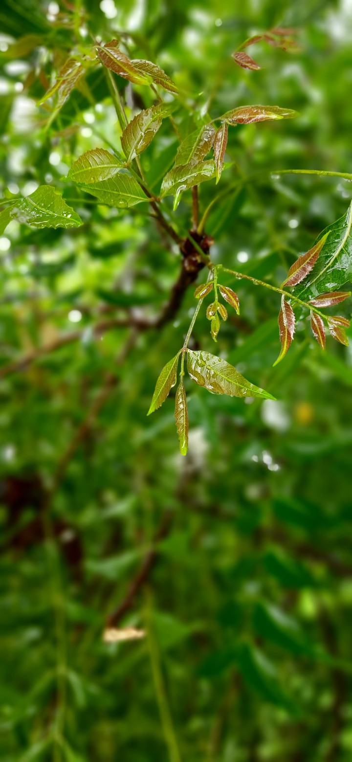 rain