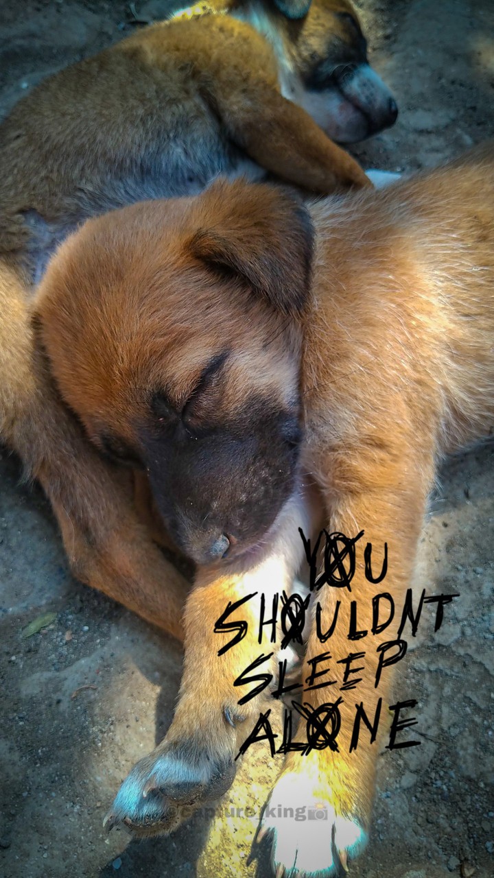 Puppy