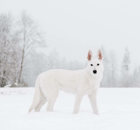 carnivoran, snow वॉलपेपर