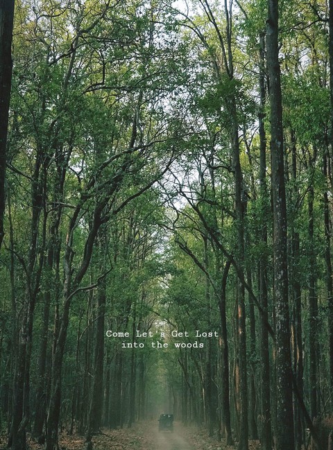 woods
