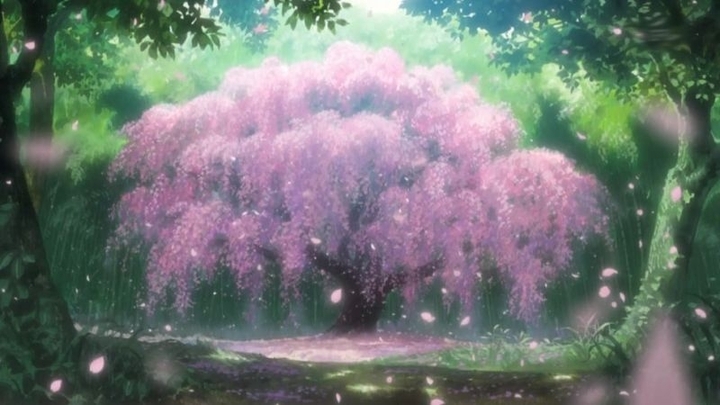 Cherry-Willow