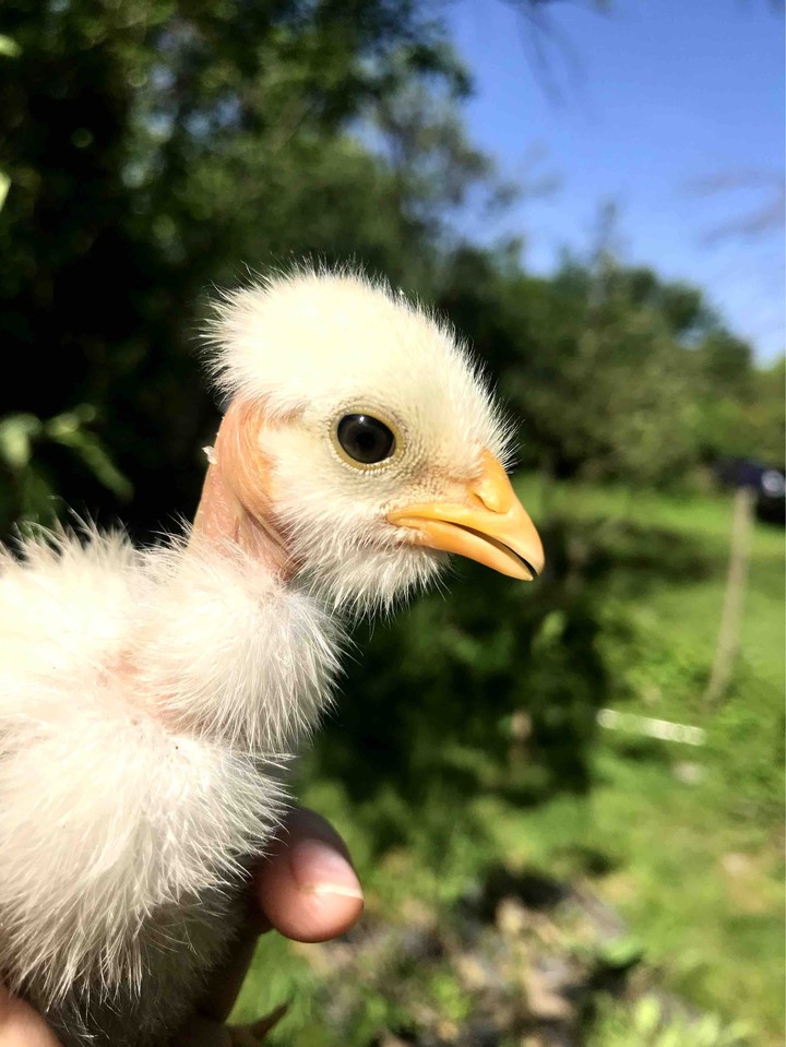 chicken