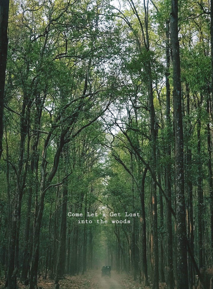 woods
