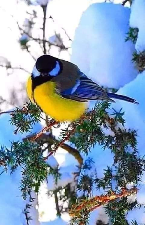 Blau Meise