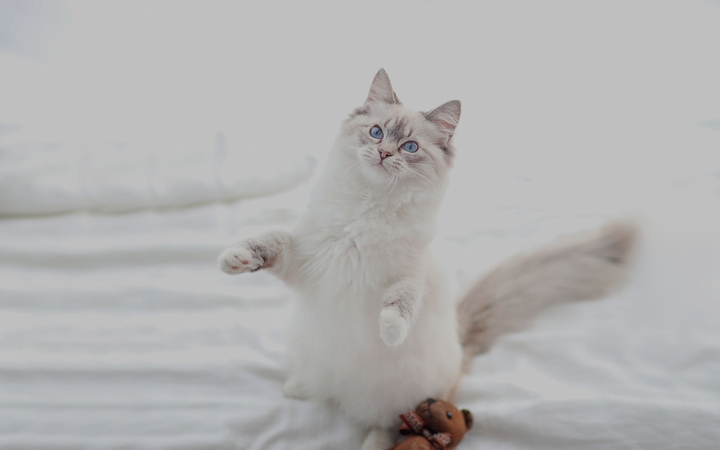 cat