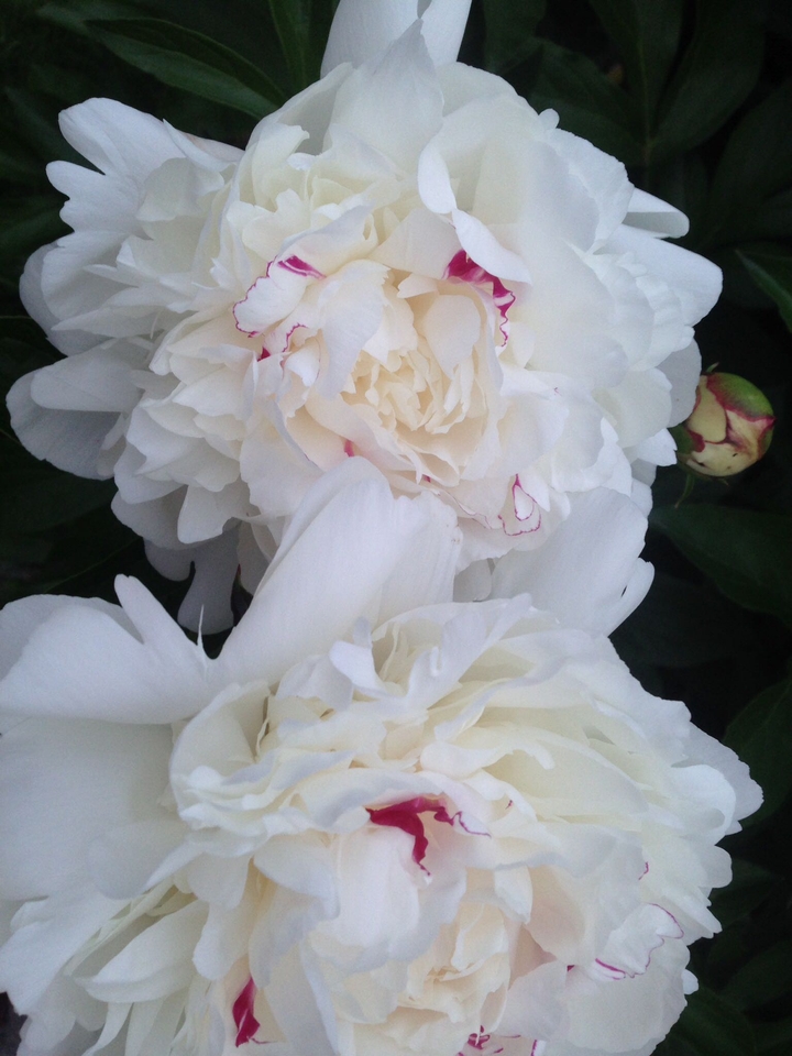 Peoniies in Bloom