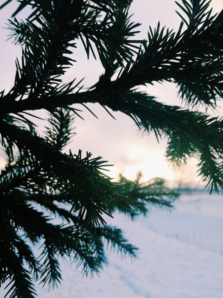 Winter Tree