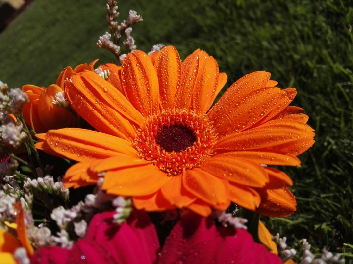 Gerberas